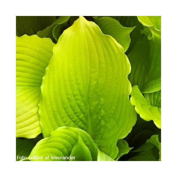 Hosta 'Dancing Queen'. <br/>Hosta