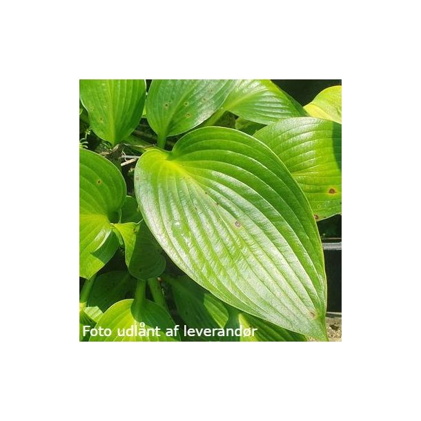 Hosta 'Devon Green'. <br/>Hosta