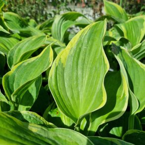 Hosta 'Earth Angel'. <br/>Hosta