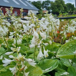 Hosta sieboldiana var. elegans 'Elegans'.<br/> Hosta