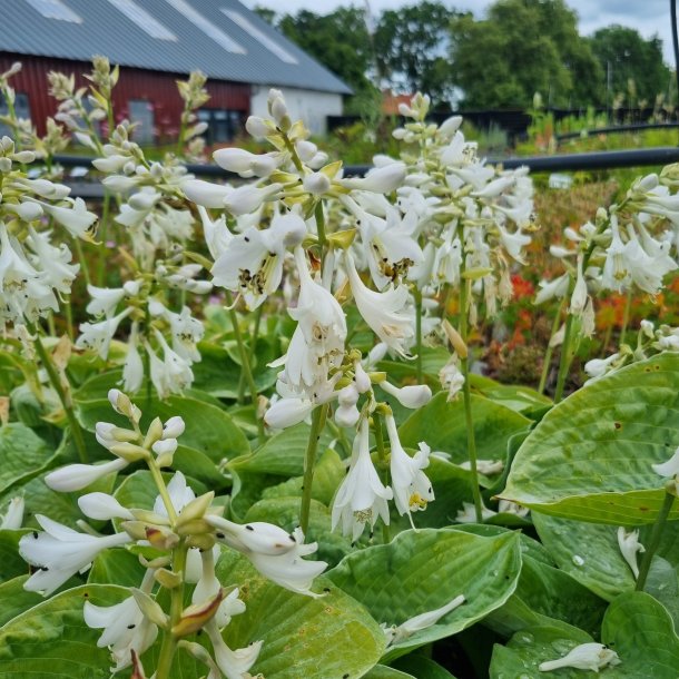 Hosta sieboldiana var. elegans 'Elegans'.<br/> Hosta