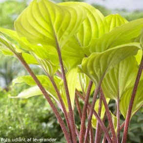 Hosta 'Fire Island'. <br/>Hosta