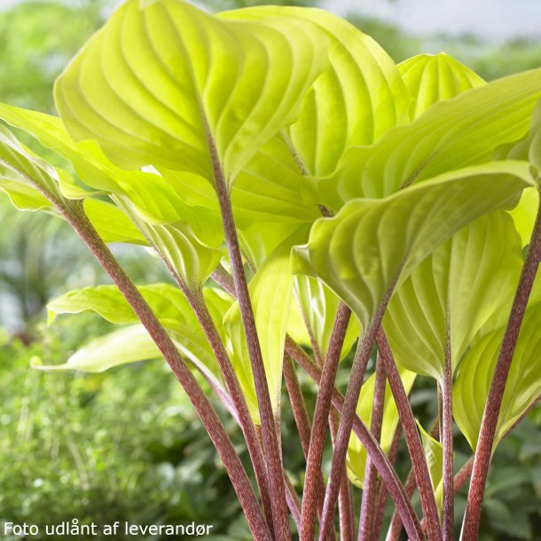 Hosta 'Fire Island'. <br/>Hosta