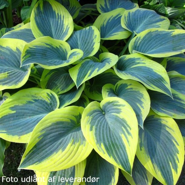 Hosta 'Fire Frost'. <br/>Hosta