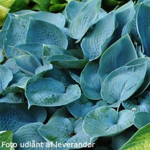 Hosta 'Fragrant Blue'. <br/>Hosta