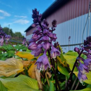 Hosta 'Gooseberry Sundae'. <br/>Hosta