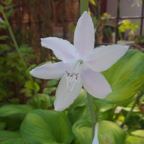 Hosta 'Guacamole'. <br/>Hosta