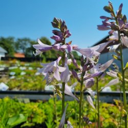 Hosta 'Hyacinthia Variegata'. <br/>Hosta