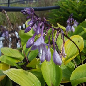 Hosta 'Purple Heart'. <br/>Hosta