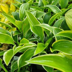 Hosta 'Queen Josephine'. <br/>Hosta