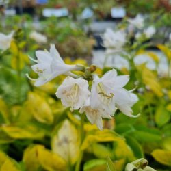 Hosta 'Rainforest Sunrise'. <br/>Hosta