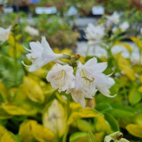 Hosta 'Rainforest Sunrise'. <br/>Hosta