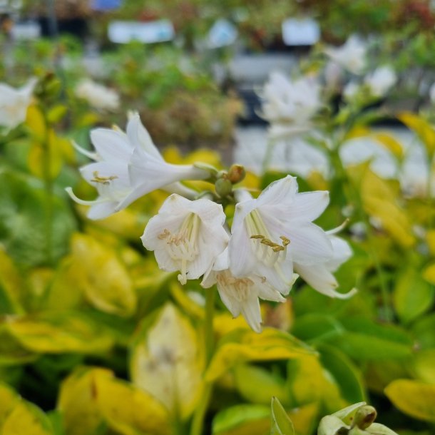 Hosta 'Rainforest Sunrise'. <br/>Hosta