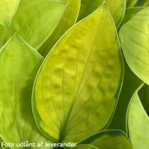 Hosta 'Rainforest Sunrise'. <br/>Hosta