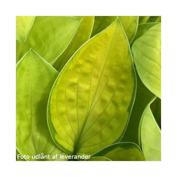 Hosta 'Rainforest Sunrise'. <br/>Hosta
