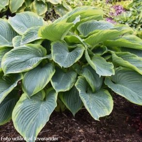 Hosta 'Shadowland Wu-La-La'. <br/>Hosta