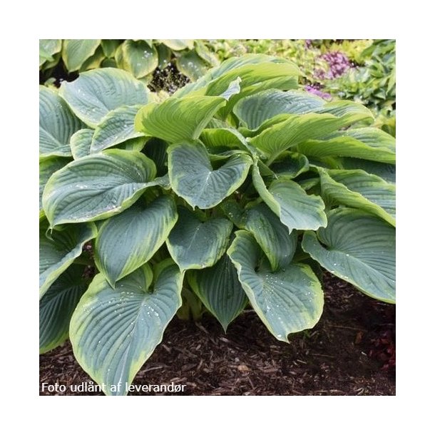 Hosta 'Shadowland Wu-La-La'. <br/>Hosta
