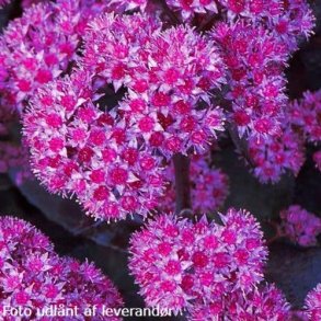 Hylotelephium 'Oriental Dancer'. <br/>Skt. Hansurt