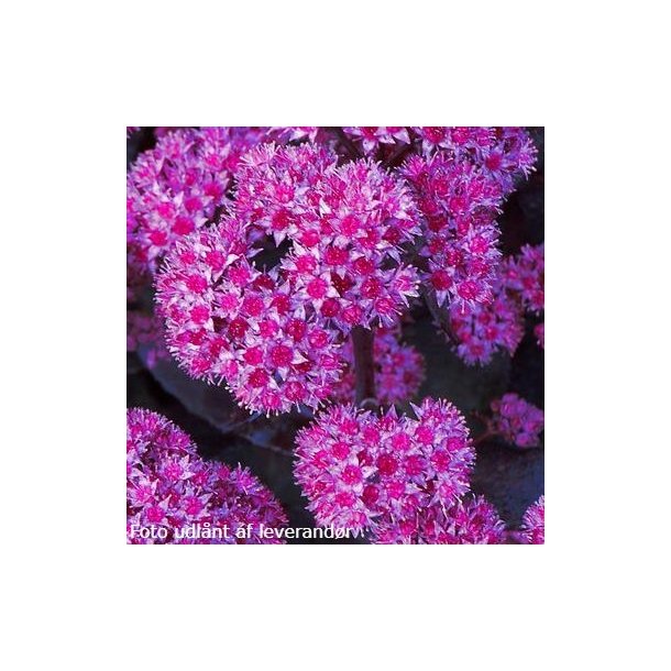 Hylotelephium 'Oriental Dancer'. <br/>Skt. Hansurt