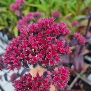 Hylotelephium telephium 'Purple Emperor'. <br/> Skt. Hansurt