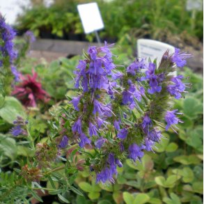 Hyssopus officinalis.<br/>Isop