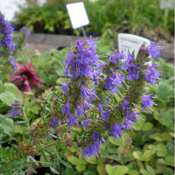 Hyssopus officinalis.<br/>Isop