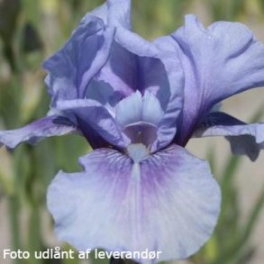Iris germanica 'Bedtime Story'. <br/>Iris