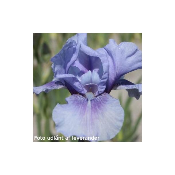 Iris germanica 'Bedtime Story'. <br/>Iris