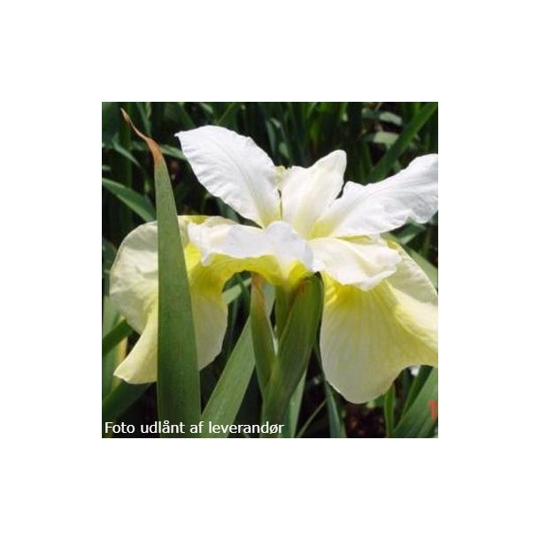 Iris sibirica 'White Swirl'. <br/>Sibirisk iris