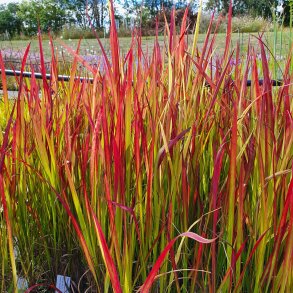 Imperata cylindrica 'Rubra'. <br/>Japansk blodgr�s