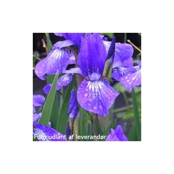 Iris sibirica 'Annick'. <br/>Iris