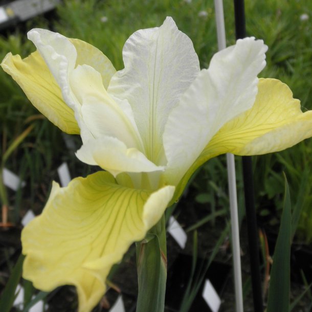 Iris sibirica 'Butter and Sugar'. <br/>Iris