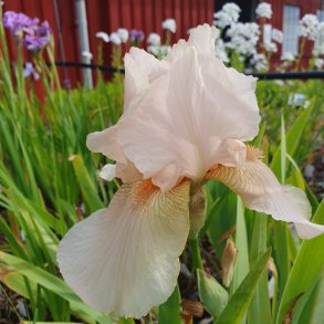 Iris germanica 'Constant Wattez'. <br/>Iris