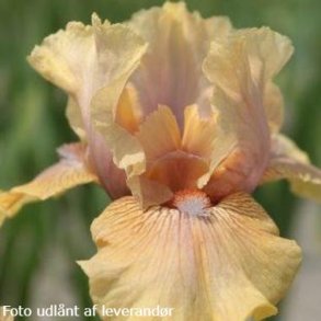 Iris germanica 'Country Dance'. <br/>Iris