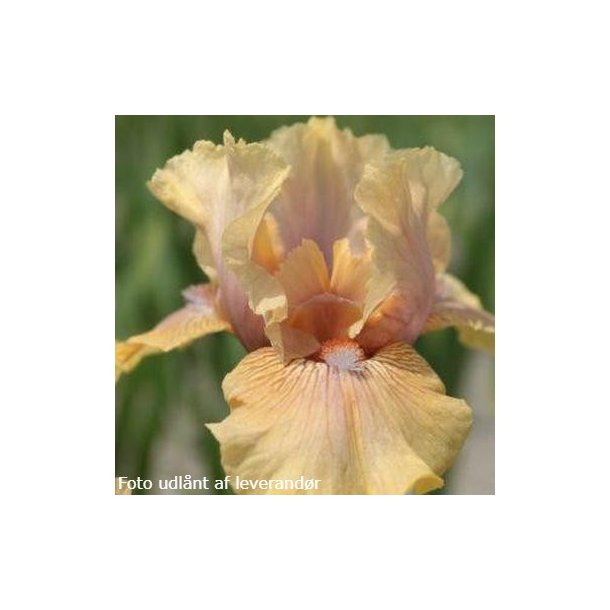 Iris germanica 'Country Dance'. <br/>Iris