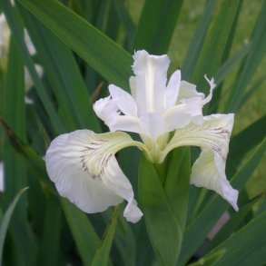 Iris pseudacorus 'Creme de la Creme'.<br/>Iris