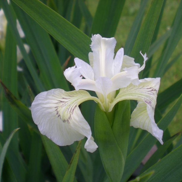 Iris pseudacorus 'Creme de la Creme'.<br/>Iris