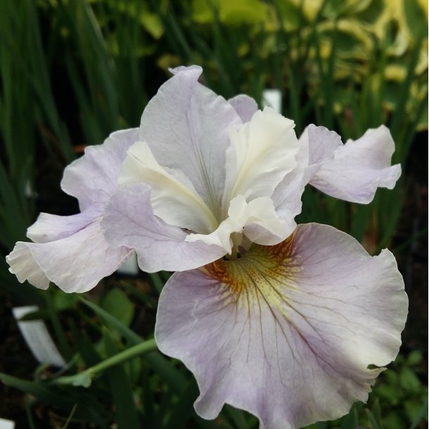 Iris sibirica 'Dawn Waltz'. <br/>Iris