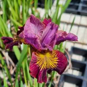 Iris sibirica 'Miss Apple'. <br/>Sibirisk iris