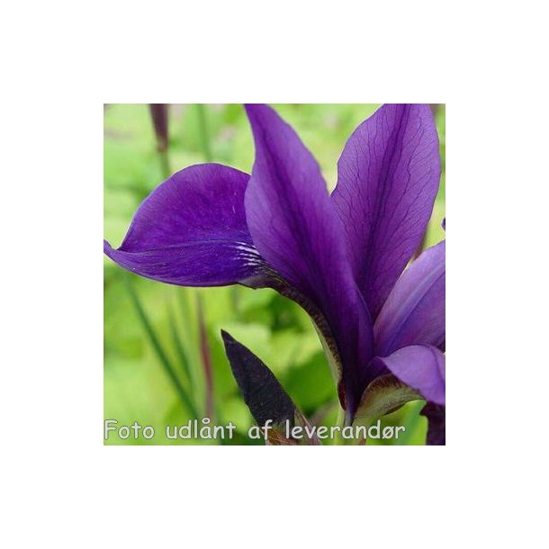 Iris sibirica 'Pansy Purple'. <br/>Iris