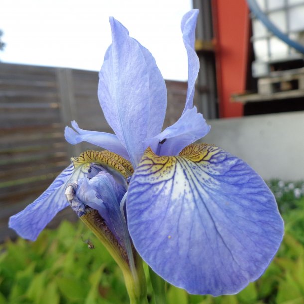 Iris sibirica 'Perry's Blue'. <br/>Sibirisk iris