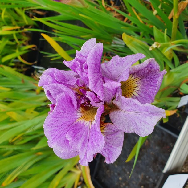 Iris sibirica 'Pink Parfait'. <br/>Sibirisk iris