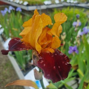 Iris germanica 'Red Red Wine'. <br/>Iris