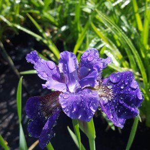 Iris sibirica 'Ruffled Velvet'. <br/>Sibirisk iris