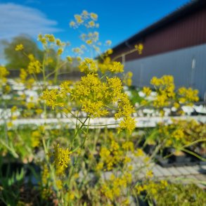 Isatis tinctoria. <br/>Farvevajd