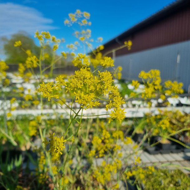 Isatis tinctoria. <br/>Farvevajd