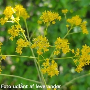 Isatis tinctoria. <br/>Farvevajd