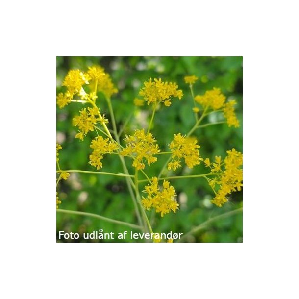 Isatis tinctoria. <br/>Farvevajd