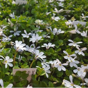 Isotoma fluviatilis 'Alba'. <br/>Bl�kryb