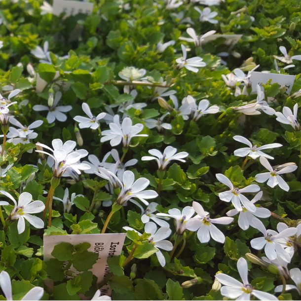 Isotoma fluviatilis 'Alba'. <br/>Bl�kryb